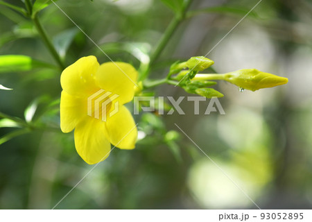 コバノアリアクカズラの花 コバノアリアクカズラの花 93052895