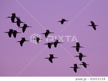 White faced ibis , La Pampa, Patagonia, Argentina White faced ibis , La Pampa, Patagonia, Argentina 93053159