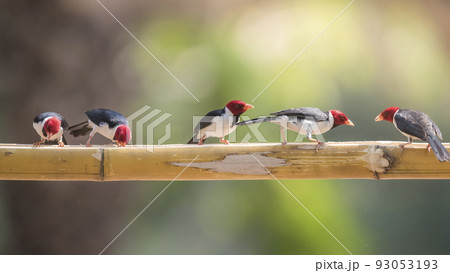 Yellow billed Cardinal,perched on a liana,Pantanal forest, Brazil Yellow billed Cardinal,perched on a liana,Pantanal forest, Brazil 93053193