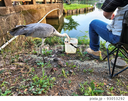 水城公園のアオサギ 93053292