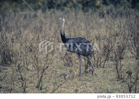 Greater Rhea with chicks, Rhea americana, Pantanal,Brazil 93053712