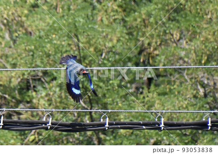 虫をキャッチして飛ぶブッポウソウ 森の宝石 虫をキャッチして飛ぶブッポウソウ 森の宝石 93053838
