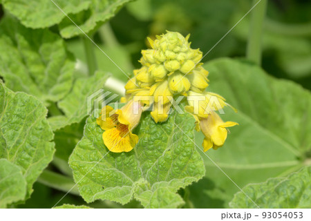 キバナツノゴマの花 キバナツノゴマの花 93054053