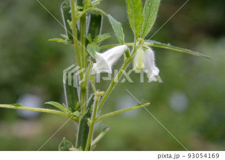 白ゴマの花 白ゴマの花 93054169