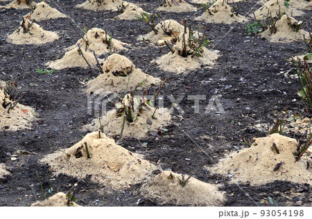 Mulching rose bushes. A lot of cropped rose bushes are strewn with wooden sawdust and stems for preservation in winter 93054198