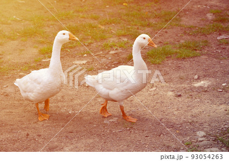A pair of funny white geese are walking along the dirty grassy yard 93054263