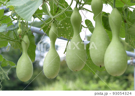 ヒョウタン 93054324