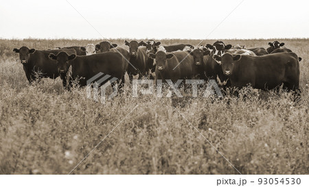 Steers and heifers raised with natural grass, Argentine meat production Steers and heifers raised with natural grass, Argentine meat production 93054530