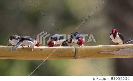 Yellow billed Cardinal,perched on a liana,Pantanal forest, Brazil 93054536