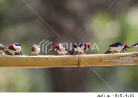 Yellow billed Cardinal,perched on a liana,Pantanal forest, Brazil 93054539