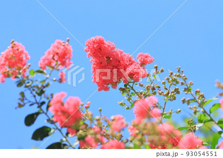 サルスベリの花　百日紅の花　ヒャクジツコウ 93054551