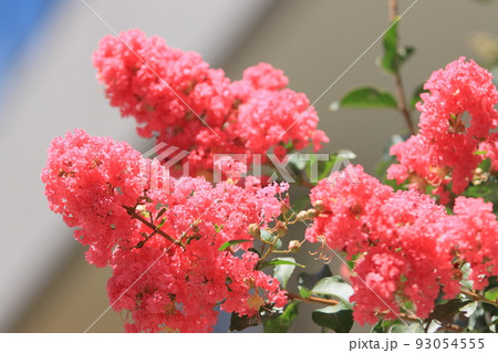 サルスベリの花　百日紅の花　ヒャクジツコウ 93054555