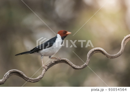 Yellow billed Cardinal,perched on a liana,Pantanal forest, Brazil 93054564