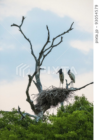 Nest of jabiru with chicks, Pantanal, Brazil Nest of jabiru with chicks, Pantanal, Brazil 93054579