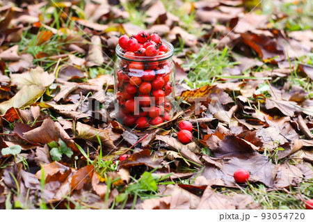 Crataegus laevigata, midland or English hawthorn or mayflower ripe berries at autumn. Crataegus laevigata, midland or English hawthorn or mayflower ripe berries at autumn. 93054720