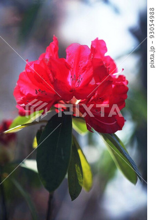 真っ赤な、セイヨウシャクナゲの花 真っ赤な、セイヨウシャクナゲの花 93054988