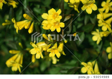 カロライナジャスミンの花香る カロライナジャスミンの花香る 93054989