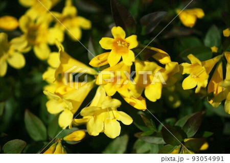 カロライナジャスミンの花香る 93054991