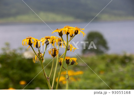 野反湖畔のマルバダケブキ 93055168