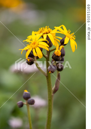 野反湖畔のマルバダケブキ 93055169