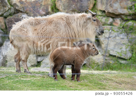 ゴールデンターキンの親子 93055426