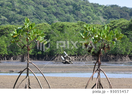 西表島の干潮時に若いヒルギの間で餌を探す2匹のサギの干潟の風景 93055457