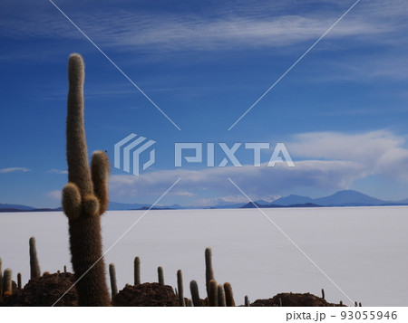 ウユニ塩湖のインカ・ワシ島㊼ 93055946