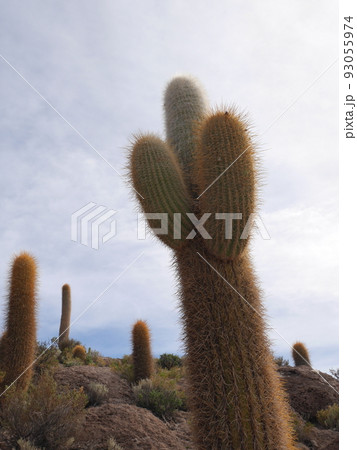 ウユニ塩湖のインカ・ワシ島㉗ ウユニ塩湖のインカ・ワシ島㉗ 93055974