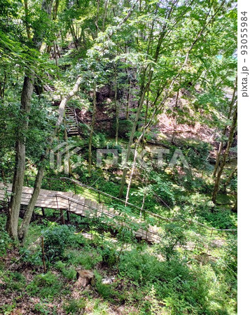 木漏れ日の中、夏休みに歩く森の小径 93055984