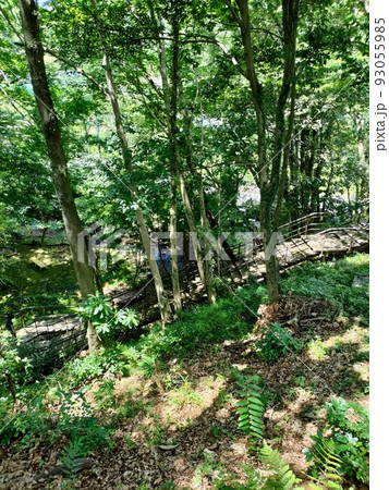 木漏れ日の中、夏休みに歩く森の小径 93055985