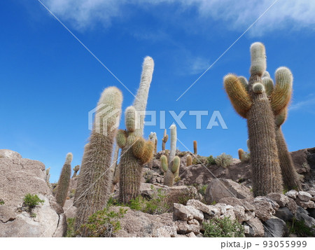 ウユニ塩湖のインカ・ワシ島⑫ 93055999
