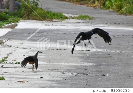 西表島の海岸で見たシロハラクイナにちょっかいを出すカラスの風景 93056259