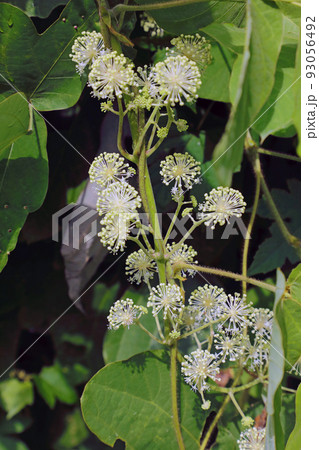 ウドの花開く　福島県只見町 93056492