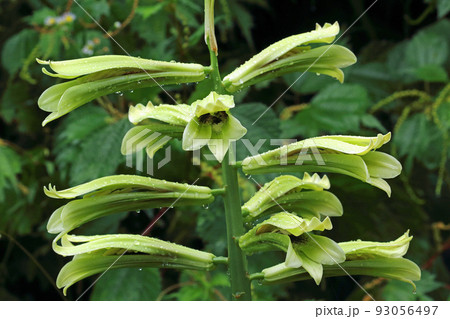 朝露が降りたオオウバユリの花 福島県只見町 朝露が降りたオオウバユリの花 福島県只見町 93056497
