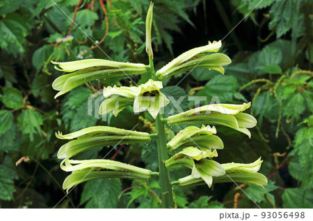朝露が降りたオオウバユリの花 福島県只見町 朝露が降りたオオウバユリの花 福島県只見町 93056498