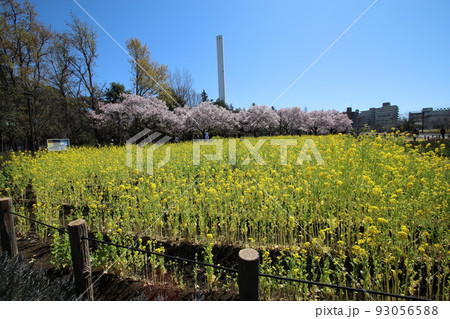 蘆花恒春園 花の丘 高遠小彼岸桜と菜の花 蘆花恒春園 花の丘 高遠小彼岸桜と菜の花 93056588