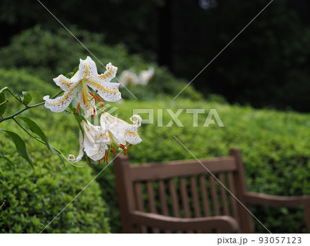 ヤマユリ 93057123