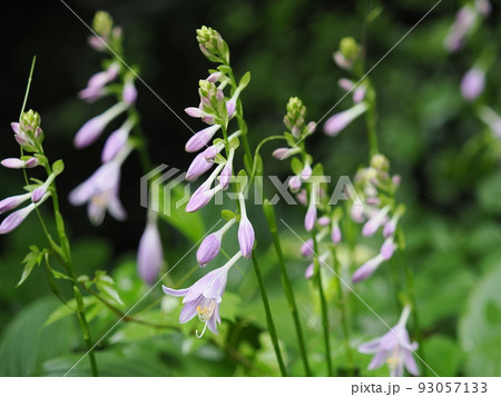 ギボウシの花 ギボウシの花 93057133