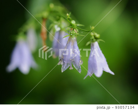 ソバナの花 93057134