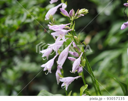 ギボウシの花 93057135