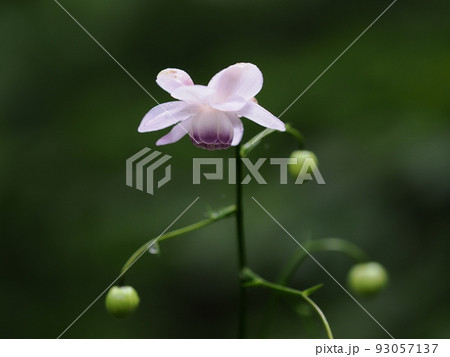 レンゲショウマ レンゲショウマ 93057137