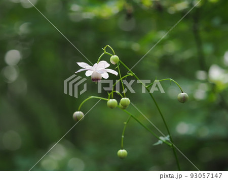 レンゲショウマ レンゲショウマ 93057147