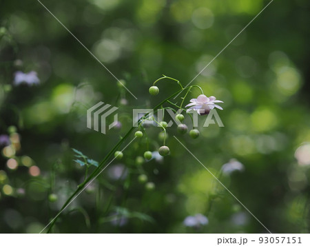 レンゲショウマ 93057151