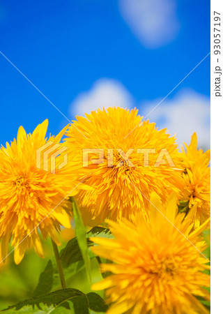 八重のひまわりと青空 93057197