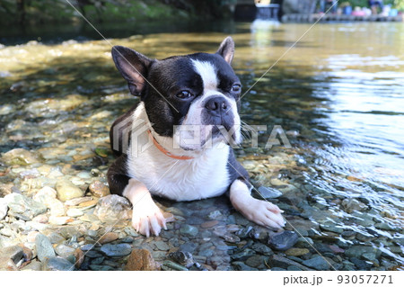 川遊びの人気スポットときがわ町の都幾川の水辺に伏せて里山の景色を眺める可愛いボストンテリアのマイティ 93057271
