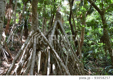 小笠原諸島　母島のタコノキ 93058257