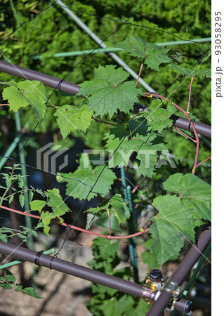 マイブドウガーデン マイブドウガーデン 93058295