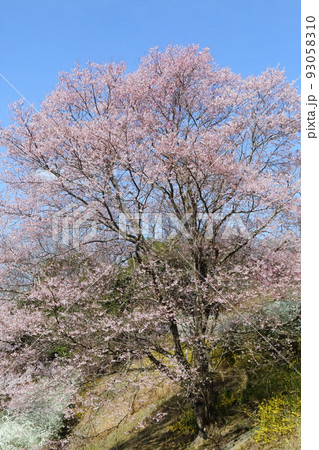 山桜 山桜 93058310