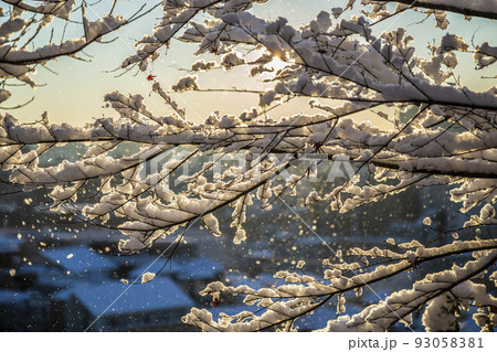 木に降り積もった雪が風で舞う朝日 93058381