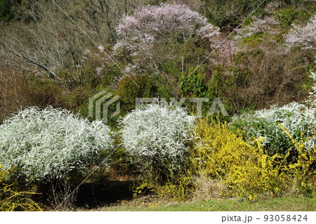 サクラとユキヤナギ 93058424